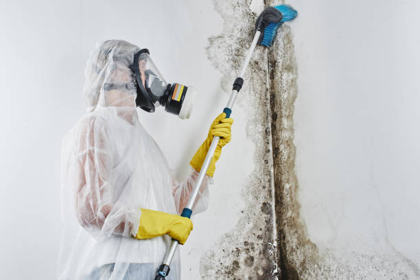 Mold Removal Process in Lake Helen, FL