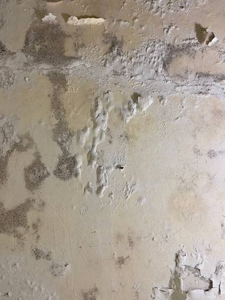 Best Office Mold Removal Services  in Lake Helen, FL