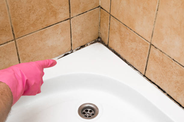 Best Commercial Mold Removal  in Lake Helen, FL